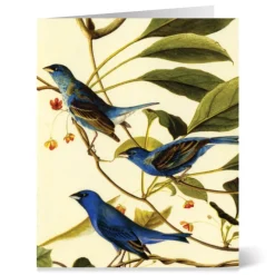 The Met Store Notecards & Correspondence*Audubon Birds Notecards