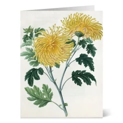 The Met Store Notecards & Correspondence*Botanical Illustrations Notecards